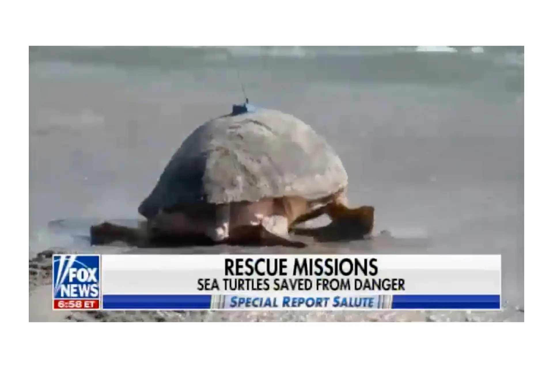 Fox News with Brett Baier – Loggerhead Marinelife Center